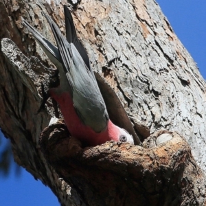 Eolophus roseicapilla at undefined - 11 Sep 2016