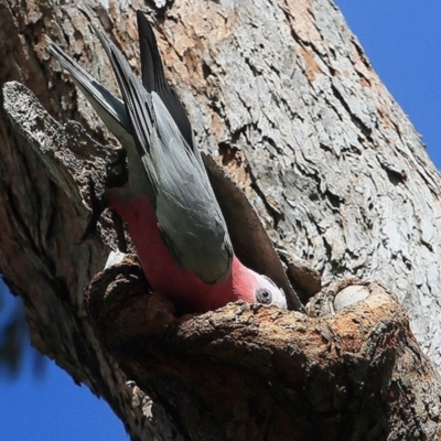 Eolophus roseicapilla (Galah) at Undefined - 11 Sep 2016 by CharlesDove