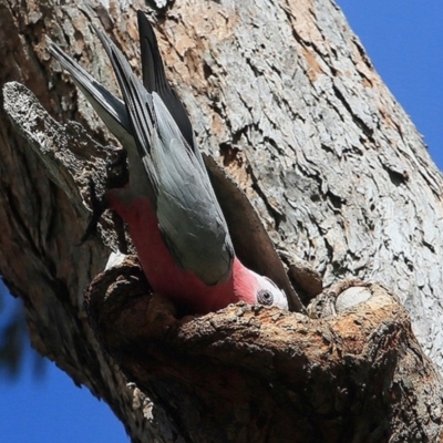 Eolophus roseicapilla (Galah) at Undefined - 10 Sep 2016 by Charles Dove