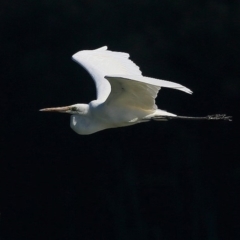 Ardea alba (Great Egret) at Burrill Lake, NSW - 15 Sep 2016 by Charles Dove