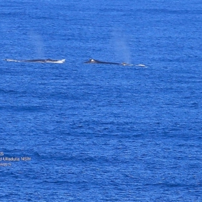 Megaptera novaeangliae (Humpback Whale) at Undefined - 6 Sep 2016 by Charles Dove