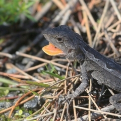 Amphibolurus muricatus (Jacky Lizard) at Ulladulla, NSW - 5 Sep 2016 by CharlesDove