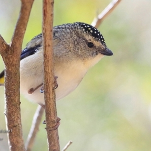 Pardalotus punctatus at undefined - 5 Sep 2016 12:00 AM