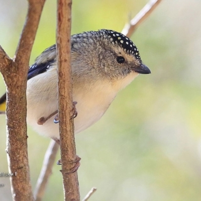 Pardalotus punctatus (Spotted Pardalote) at Undefined - 5 Sep 2016 by CharlesDove