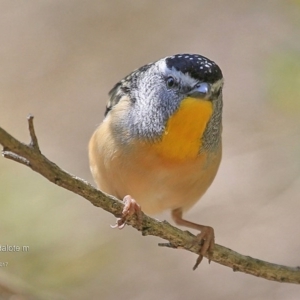 Pardalotus punctatus at undefined - 5 Sep 2016