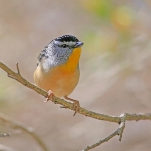 Pardalotus punctatus at undefined - 5 Sep 2016 12:00 AM