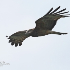 Lophoictinia isura (Square-tailed Kite) at Ulladulla, NSW - 6 Sep 2016 by Charles Dove