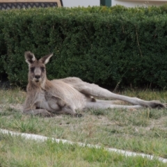 Macropus giganteus (Eastern Grey Kangaroo) at Pollinator-friendly garden Conder - 15 Apr 2018 by michaelb