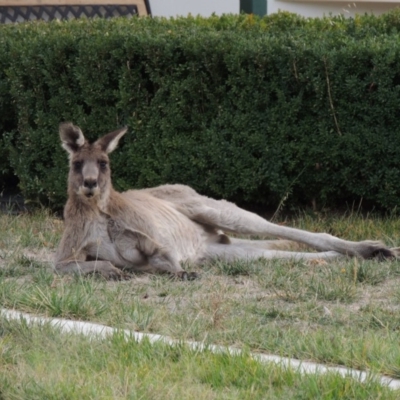 Macropus giganteus (Eastern Grey Kangaroo) at Conder, ACT - 15 Apr 2018 by MichaelBedingfield