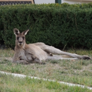 Macropus giganteus at Conder, ACT - 15 Apr 2018