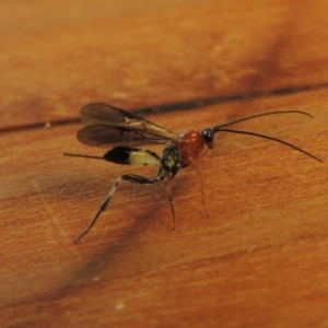 Ichneumonidae (family) at Conder, ACT - 12 Apr 2018 10:25 AM