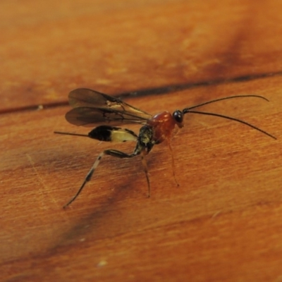 Ichneumonidae (family) (Unidentified ichneumon wasp) at Pollinator-friendly garden Conder - 12 Apr 2018 by michaelb