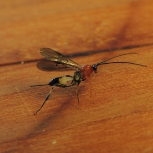 Ichneumonidae (family) at Conder, ACT - 12 Apr 2018 10:25 AM