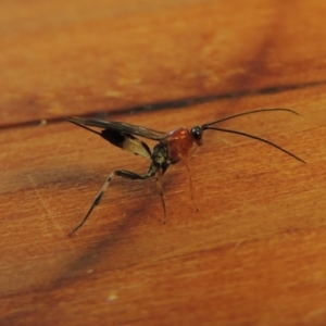 Ichneumonidae (family) at Conder, ACT - 12 Apr 2018