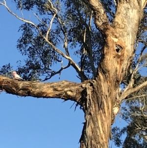 Eolophus roseicapilla at Bungendore, NSW - 9 Jun 2018