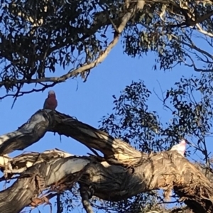 Eolophus roseicapilla at Bungendore, NSW - 9 Jun 2018