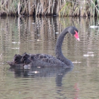 Cygnus atratus (Black Swan) at Campbell, ACT - 28 May 2018 by MichaelBedingfield