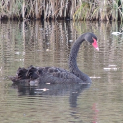 Cygnus atratus (Black Swan) at Campbell, ACT - 28 May 2018 by michaelb