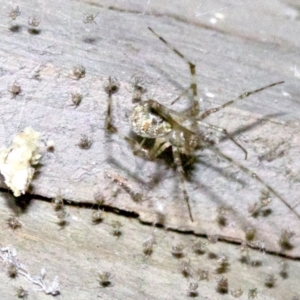 Cryptachaea gigantipes at undefined - 1 Jun 2018 09:08 PM