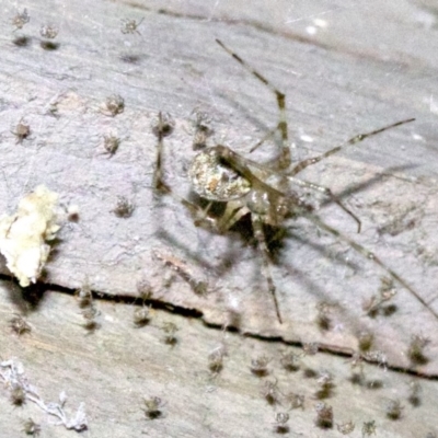 Cryptachaea gigantipes (White porch spider) at Undefined - 1 Jun 2018 by jbromilow50