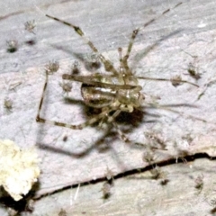 Cryptachaea gigantipes at undefined - 1 Jun 2018 09:08 PM