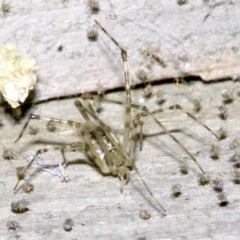 Cryptachaea gigantipes at undefined - 1 Jun 2018 09:08 PM