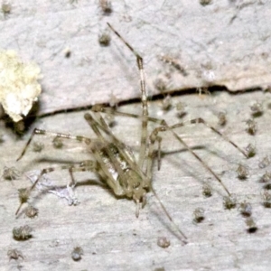 Cryptachaea gigantipes at undefined - 1 Jun 2018 09:08 PM