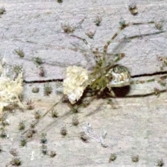 Cryptachaea gigantipes at undefined - 1 Jun 2018 09:08 PM