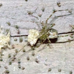 Cryptachaea gigantipes at undefined - 1 Jun 2018 09:08 PM