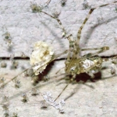 Cryptachaea gigantipes at undefined - 1 Jun 2018 09:08 PM