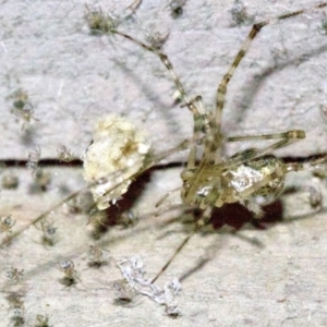 Cryptachaea gigantipes at undefined - 1 Jun 2018 09:08 PM