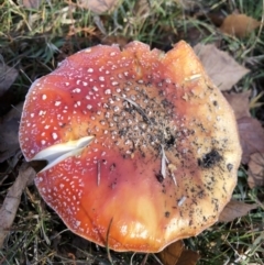 Amanita muscaria (Fly Agaric) at Mount Ainslie to Black Mountain - 10 Jun 2018 by AaronClausen