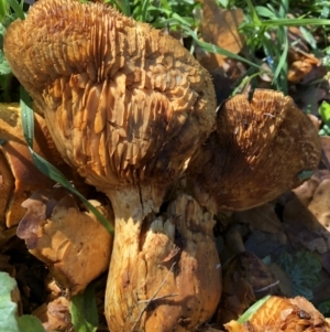 Gymnopilus junonius at Parkes, ACT - 10 Jun 2018 11:12 AM