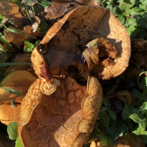 Gymnopilus junonius at Parkes, ACT - 10 Jun 2018