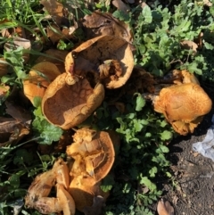 Gymnopilus junonius at Parkes, ACT - 10 Jun 2018