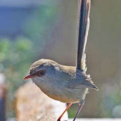 Malurus lamberti (Variegated Fairywren) at One Track For All - 10 Sep 2016 by Charles Dove