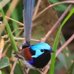 Malurus lamberti (Variegated Fairywren) at Coomee Nulunga Cultural Walking Track - 8 Sep 2016 by Charles Dove