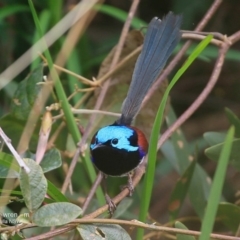 Malurus lamberti at Ulladulla - Warden Head Bushcare - 9 Sep 2016 12:00 AM