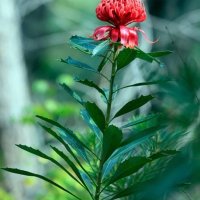 Telopea speciosissima (NSW Waratah) at South Pacific Heathland Reserve - 13 Sep 2016 by Charles Dove