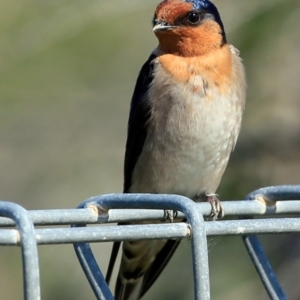 Hirundo neoxena at Ulladulla, NSW - 10 Sep 2016