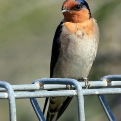 Hirundo neoxena (Welcome Swallow) at Coomee Nulunga Cultural Walking Track - 9 Sep 2016 by Charles Dove