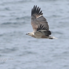 Haliaeetus leucogaster (White-bellied Sea-Eagle) at Undefined - 12 Sep 2016 by CharlesDove