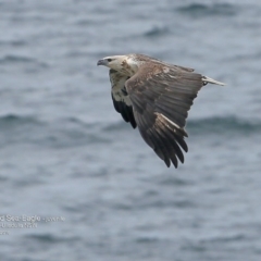 Haliaeetus leucogaster at undefined - 12 Sep 2016 12:00 AM