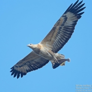 Haliaeetus leucogaster at undefined - 12 Sep 2016 12:00 AM