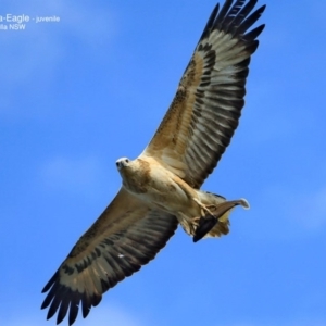 Haliaeetus leucogaster at undefined - 12 Sep 2016 12:00 AM