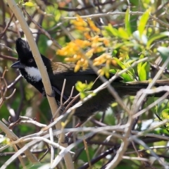 Psophodes olivaceus (Eastern Whipbird) at Manyana Inyadda Drive development area - 4 Sep 2016 by CharlesDove