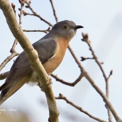 Cacomantis flabelliformis (Fan-tailed Cuckoo) at Undefined - 2 Sep 2016 by CharlesDove