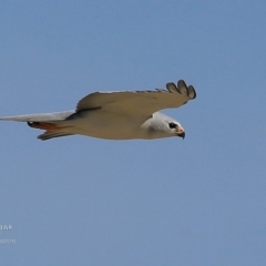 Tachyspiza novaehollandiae (Grey Goshawk) at Undefined - 5 Sep 2016 by CharlesDove