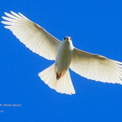 Tachyspiza novaehollandiae (Grey Goshawk) at Undefined - 5 Sep 2016 by CharlesDove