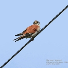 Falco cenchroides (Nankeen Kestrel) at Undefined - 1 Sep 2016 by Charles Dove